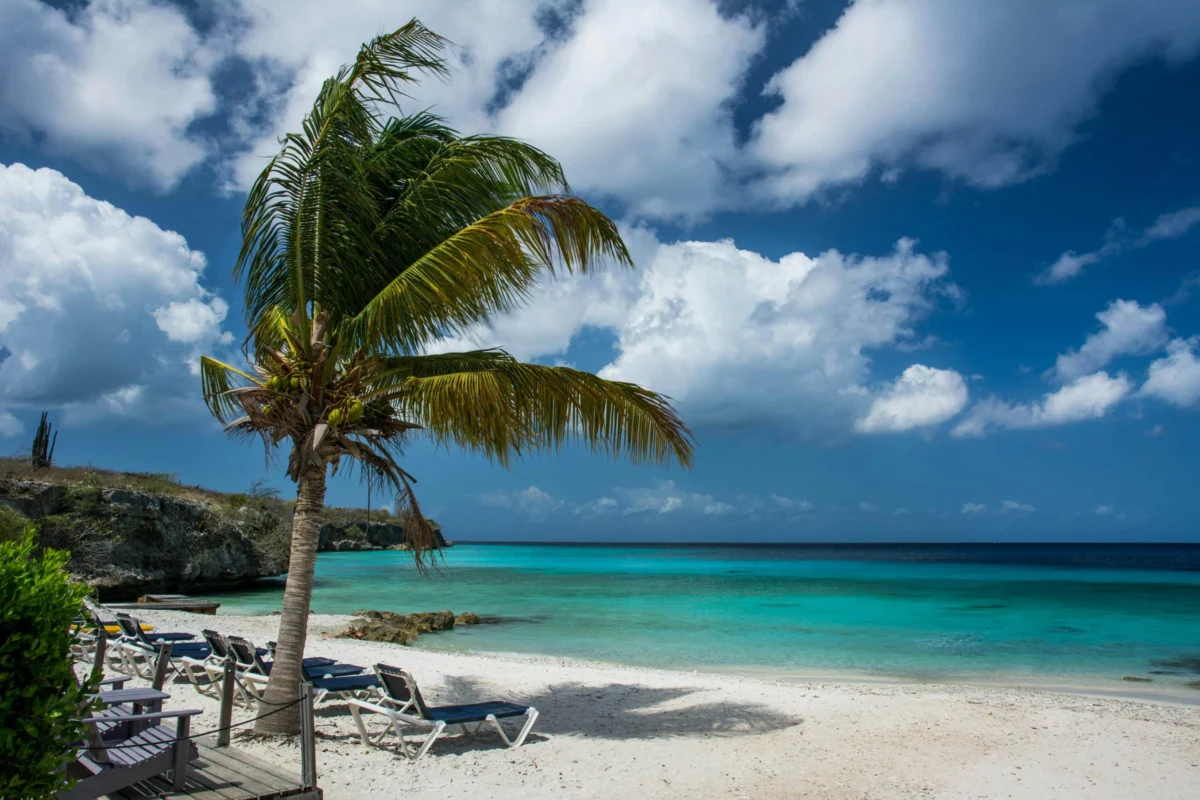 A palm tree standing on a sandy beach beside clear turquoise water under fluffy clouds