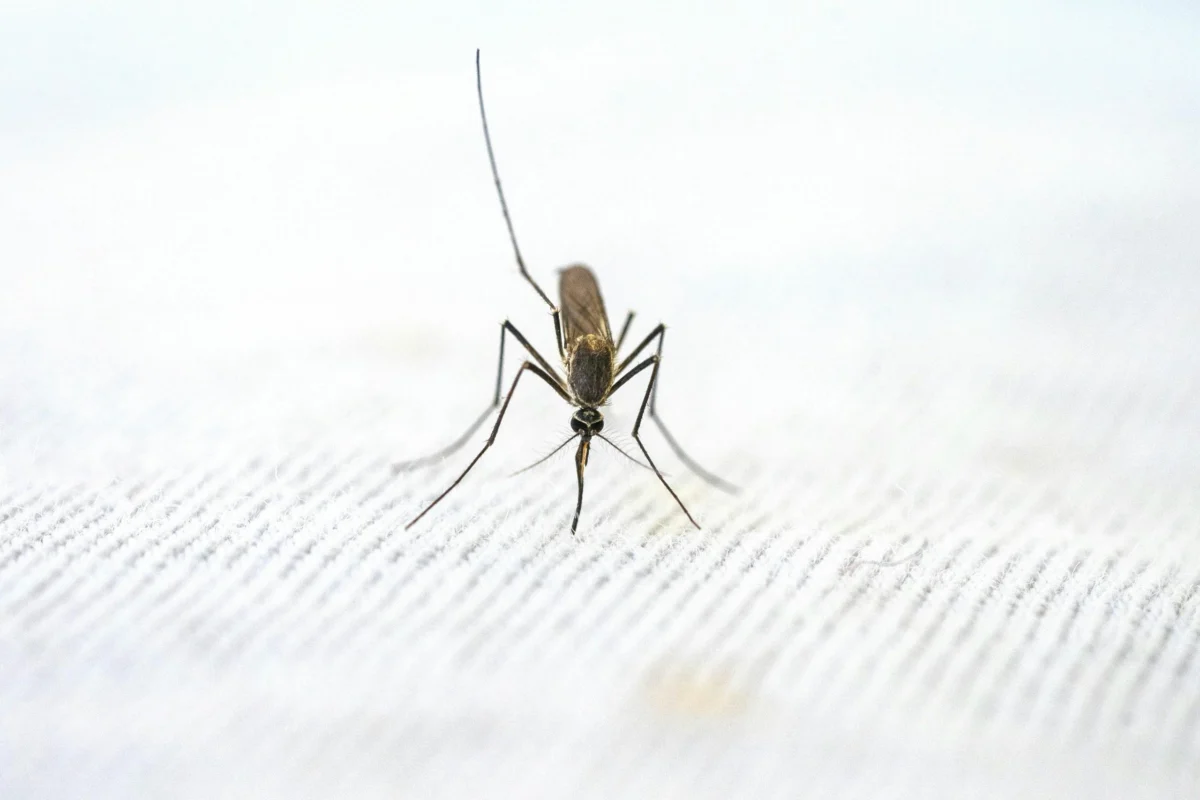 Extreme close-up of a mosquito perched on a textured white fabric surface.