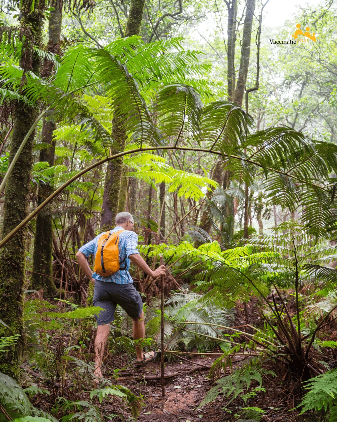 A hiker with a yellow backpack walking through a lush rainforest under giant ferns.
