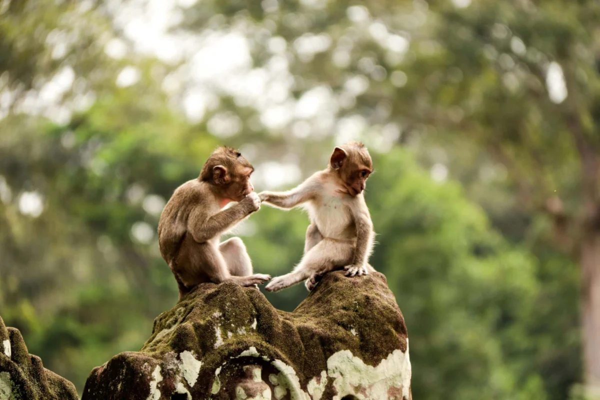 Two young monkeys sitting on a mossy rock structure, reaching out to touch hands.