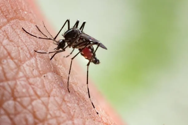 A striped mosquito biting human skin with a blood-filled abdomen.