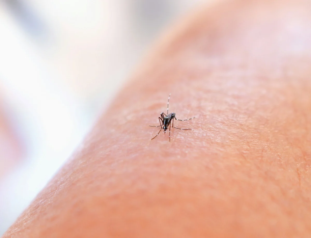 A black and white striped mosquito resting on human skin.