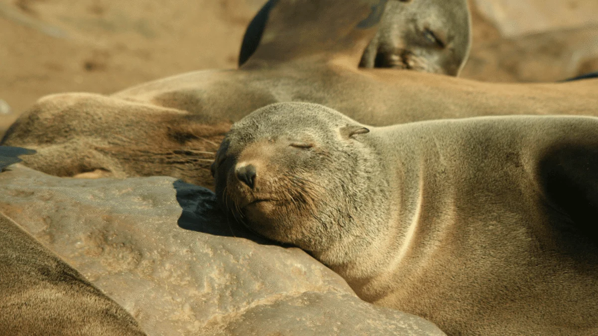 A sea lion sleeping peacefully with its head resting on a rock