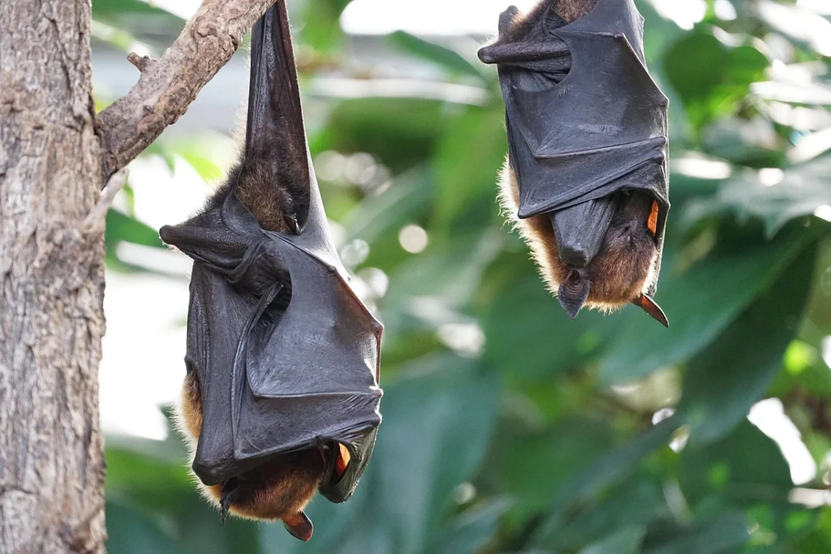 Two flying foxes hanging upside down from tree branches wrapped in their dark wings.
