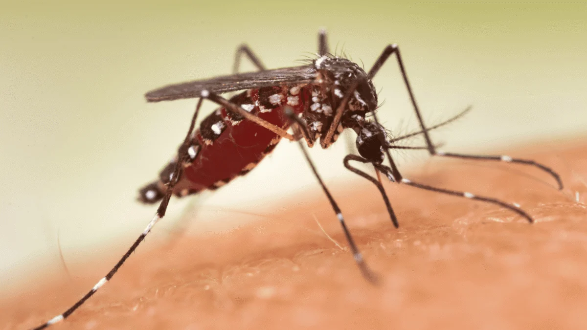 A mosquito feeding on human skin with an abdomen filled with blood.