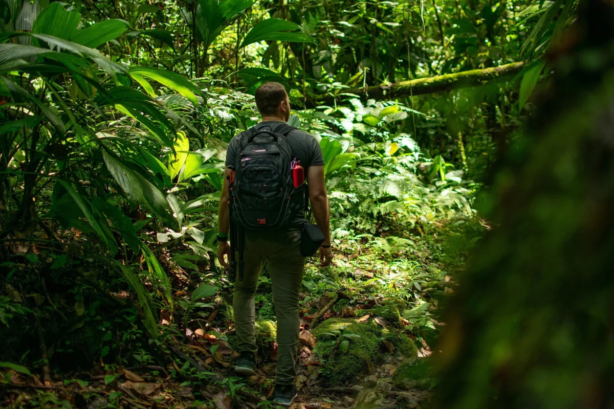 A hiker carrying a backpack walks on a path through dense tropical rainforest foliage.