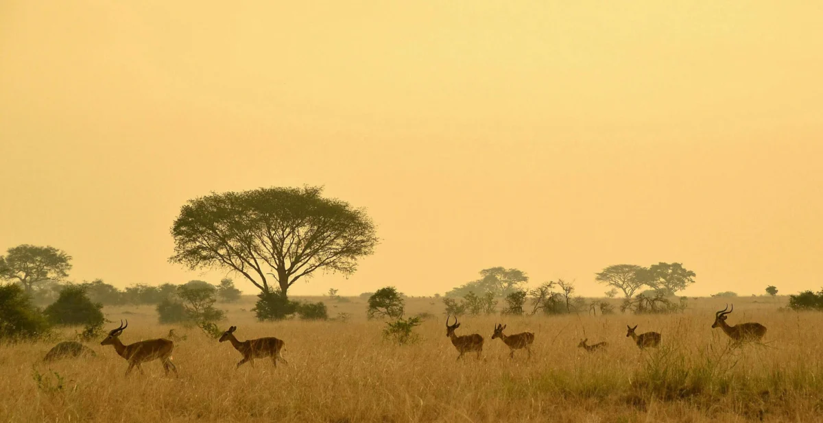 Herd of antelopes walking through a dry savanna field under a warm hazy sky.