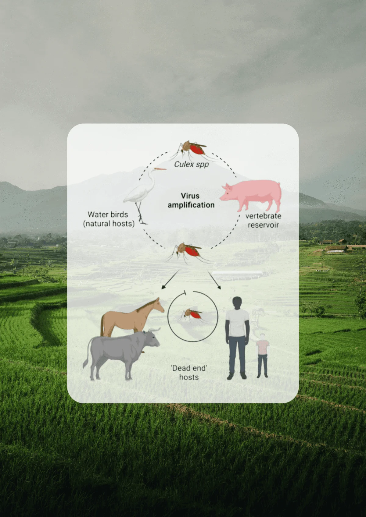 Diagram illustrating a virus transmission cycle involving mosquitoes, birds, pigs, and dead-end hosts.