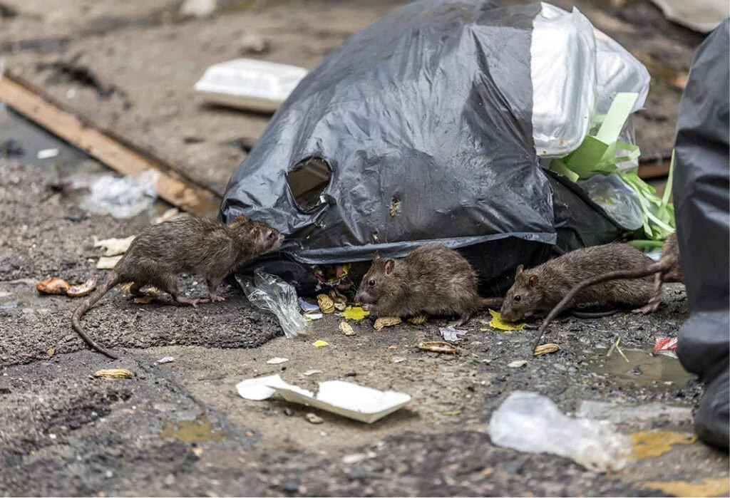 Three brown rats scavenging around a black trash bag and litter on a street.