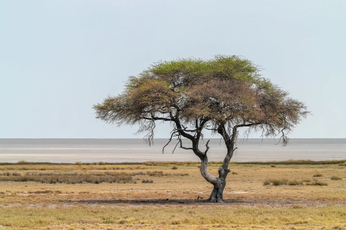 A solitary acacia tree standing in a dry, open savannah landscape.