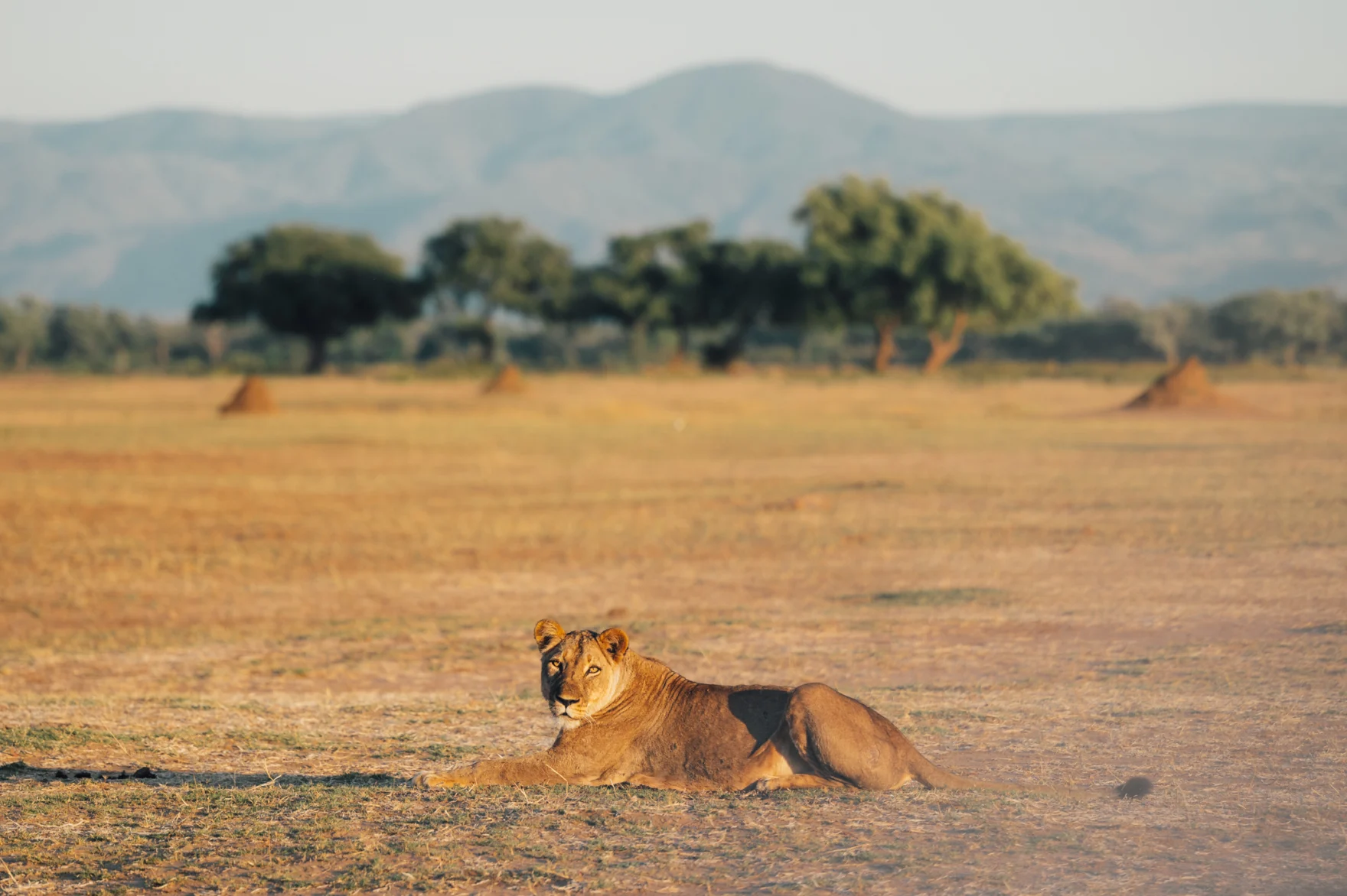 Bestemming - Zimbabwe