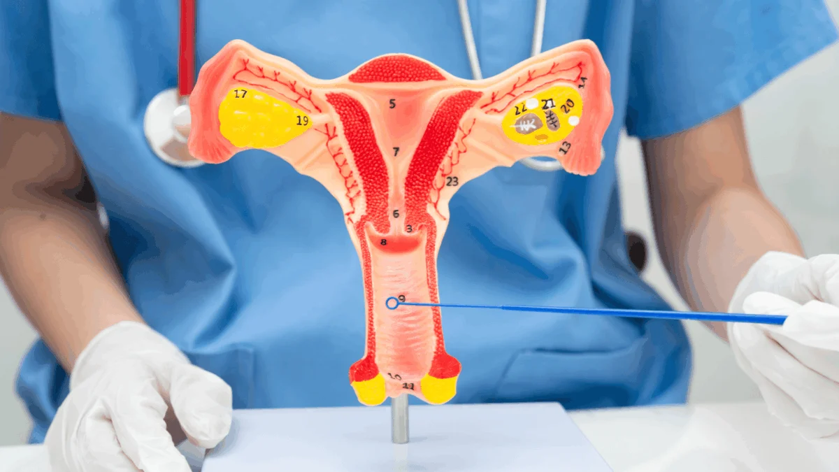 Medical professional in blue scrubs pointing at an anatomical model of the female reproductive system