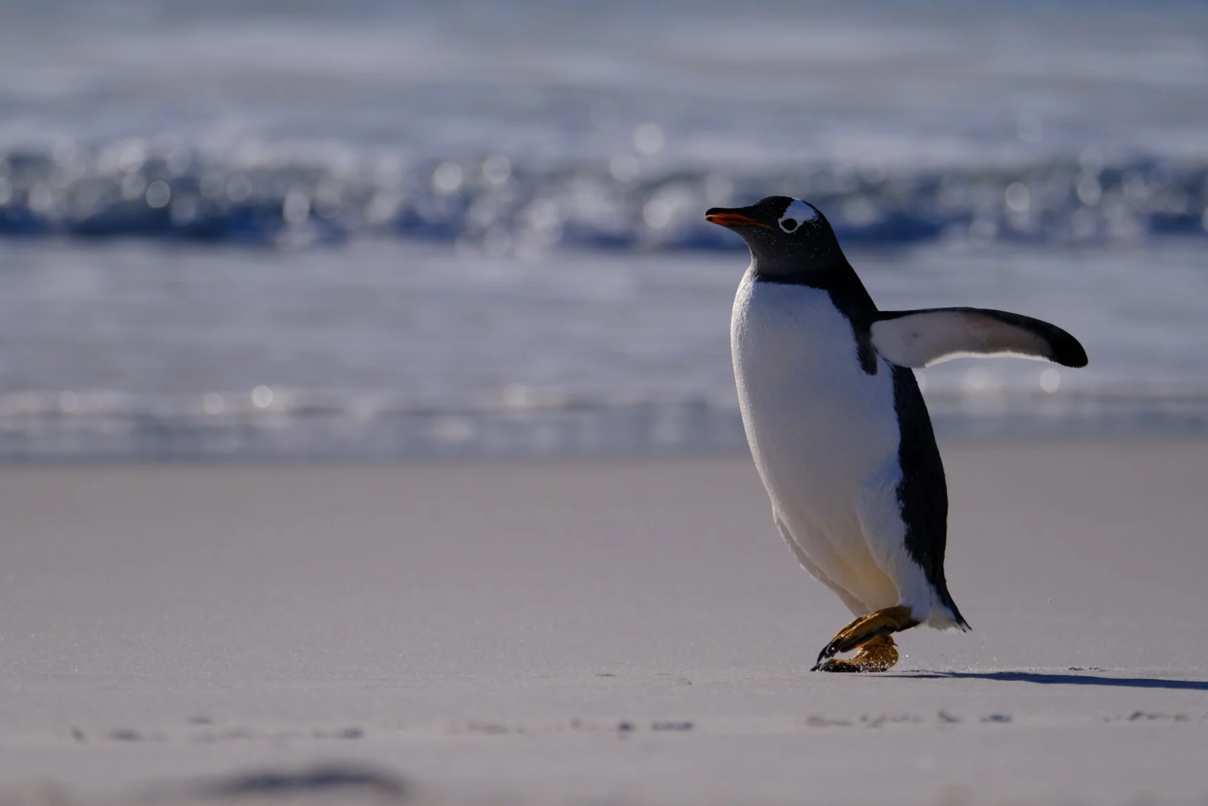 Falkland eilanden