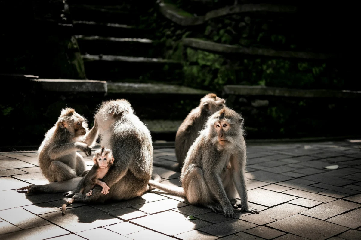 A group of macaque monkeys with a baby sitting on a stone paved path