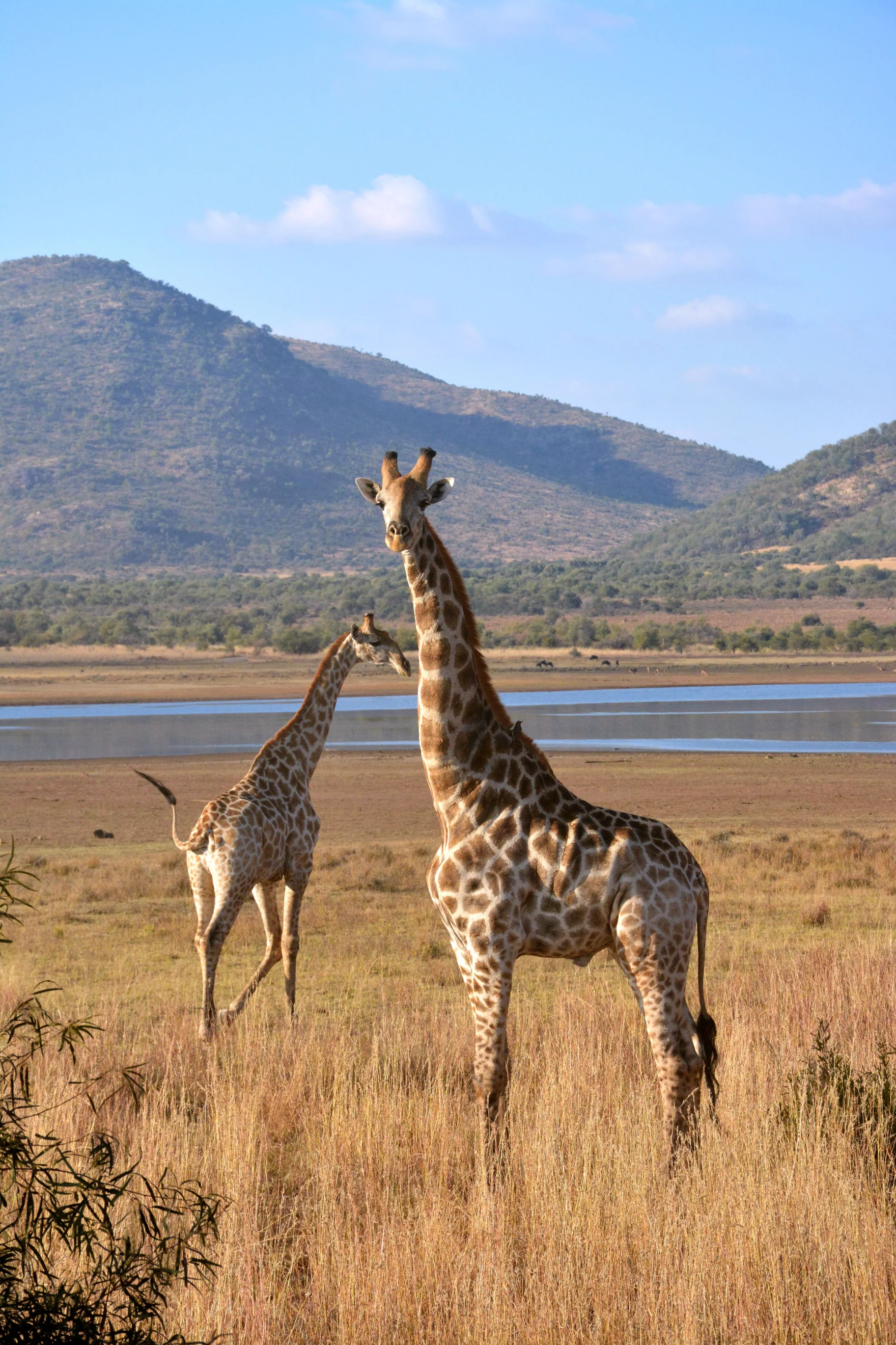 Twee giraffes in de savanne