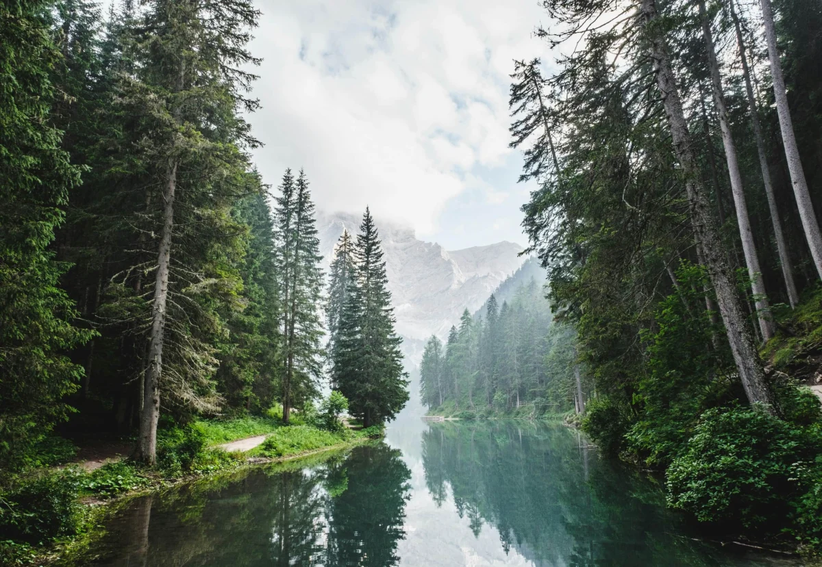 Calm alpine lake reflecting tall pine trees with misty mountain peaks beyond.