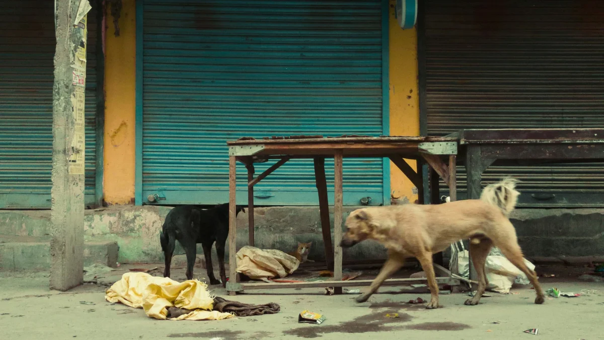 Stray dogs and a cat near a wooden table outside closed storefront rolling shutters