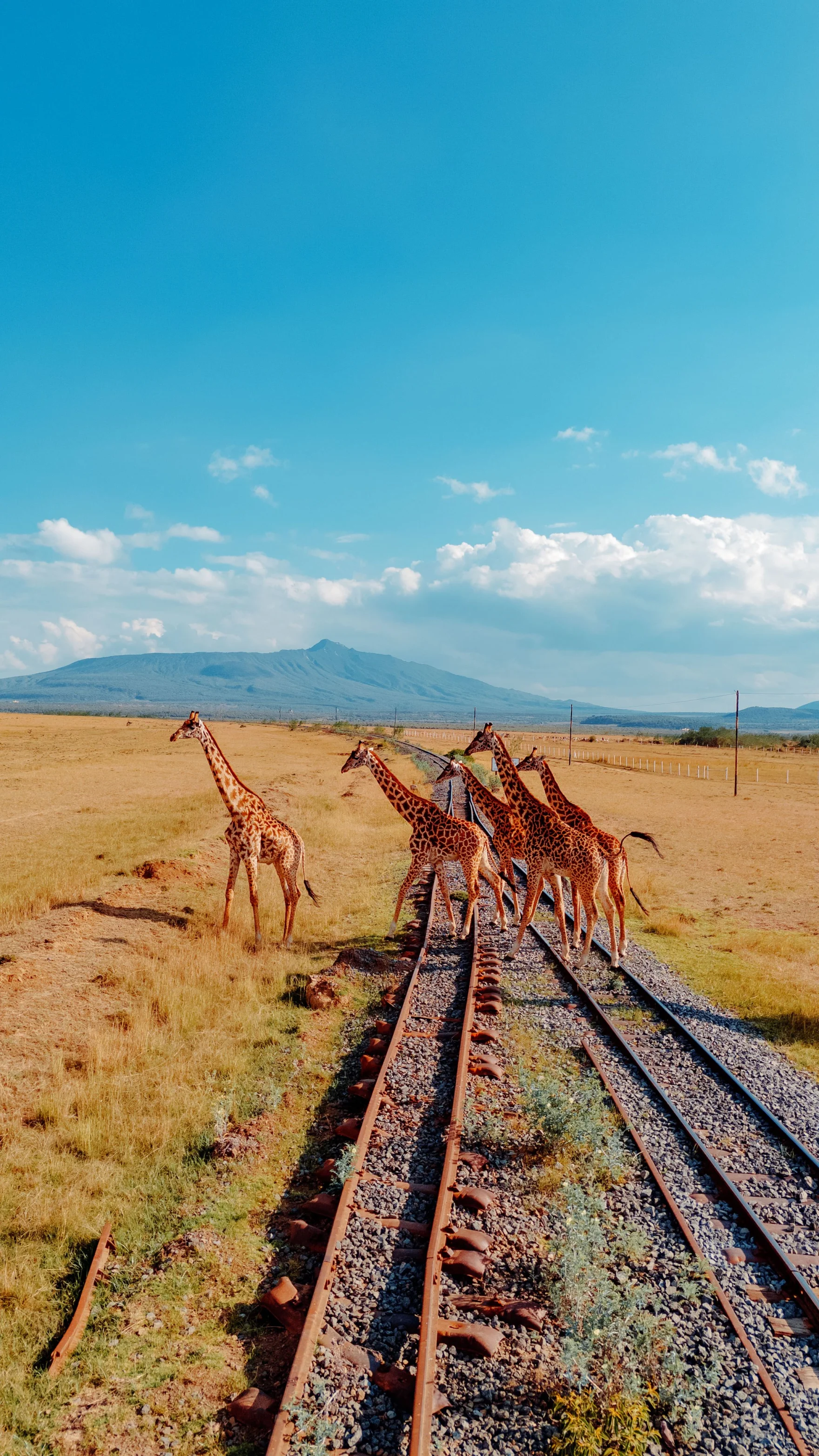 Giraffes crossing railway tracks on a sunny savanna plain with mountains in the distance